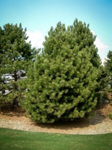 Сосна Чёрная (Pinus Nigra) купить по цене от 270.00р. в интернет-магазине «Посадика» с доставкой почтой в в Сретенске и по всей России – [изображение №1].