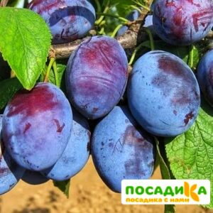 Слива Чачакская ранняя купить по цене от 229.00р. в интернет-магазине «Посадика» с доставкой почтой в в Сретенске и по всей России – [изображение №1].