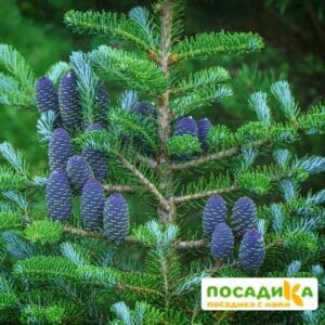 Пихта корейская (Abies koreana) купить по цене от 450.00р. в интернет-магазине «Посадика» с доставкой почтой в в Сретенске и по всей России – [изображение №1].