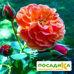 Роза Арабия купить по цене от 350.00р. в интернет-магазине «Посадика» с доставкой почтой в в Сретенске и по всей России – [изображение №1].