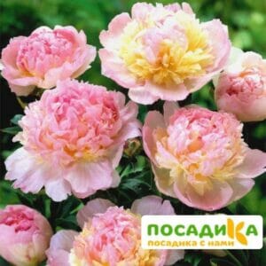 Пион Распберри Сандей (Paeonia Raspberry Sundae) купить по цене от 959р. в интернет-магазине «Посадика» с доставкой почтой в в Сретенске и по всей России – [изображение №1].