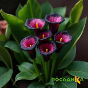 Калла Аура Лейс купить по цене от 400р. в интернет-магазине «Посадика» с доставкой почтой в в Сретенске и по всей России – [изображение №1].