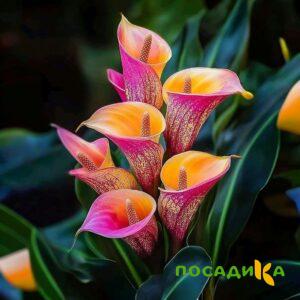 Калла Оникс купить по цене от 450р. в интернет-магазине «Посадика» с доставкой почтой в в Сретенске и по всей России – [изображение №1].