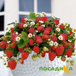 Клубника Рубиновый Шепот (горшечная) купить по цене от 240р. в интернет-магазине «Посадика» с доставкой почтой в в Сретенске и по всей России – [изображение №1].