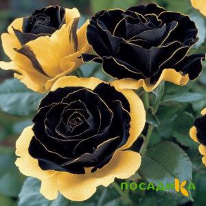 Роза Ханни Сикл купить по цене от 700р. в интернет-магазине «Посадика» с доставкой почтой в в Сретенске и по всей России – [изображение №1].