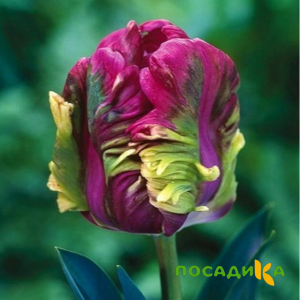 Тюльпан Экзотик Хэвен купить по цене от 186р. в интернет-магазине «Посадика» с доставкой почтой в в Сретенске и по всей России – [изображение №1].