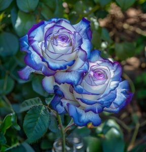 Роза Пэтолз Хоуп купить по цене от 333р. в интернет-магазине «Посадика» с доставкой почтой в в Сретенске и по всей России – [изображение №1].