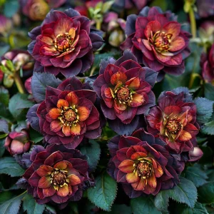 Морозник Сноу Дроп купить по цене от 348р. в интернет-магазине «Посадика» с доставкой почтой в в Сретенске и по всей России – [изображение №1].